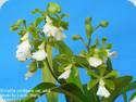 Encyclia cordigera alba